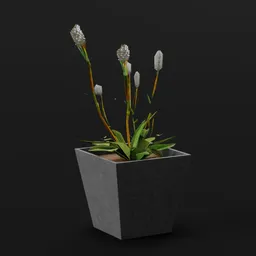 Plant Alpine Bistort Sml Pot