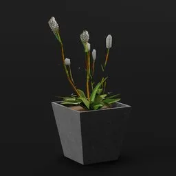 Plant Alpine Bistort Sml Pot