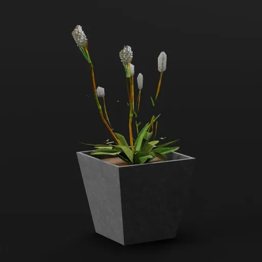 Plant Alpine Bistort Sml Pot
