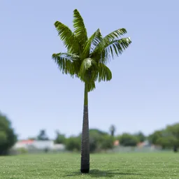 Imperial Palm Tree Animated