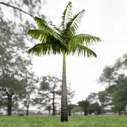 Imperial Palm Tree Animated