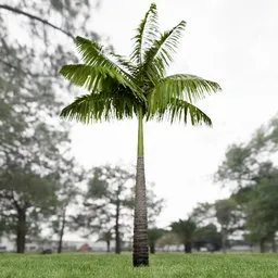 Imperial Palm Tree Animated