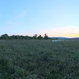 Serene meadow with wildflowers during sunset, perfect for realistic lighting in 3D scenes.