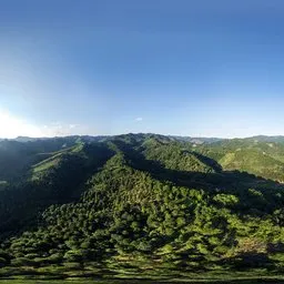 Afternoon high altitude woods