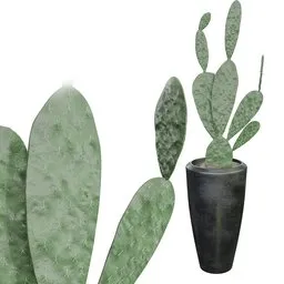 Detailed Blender 3D model of potted cacti, optimized for Cycles rendering, showcasing textured surfaces.