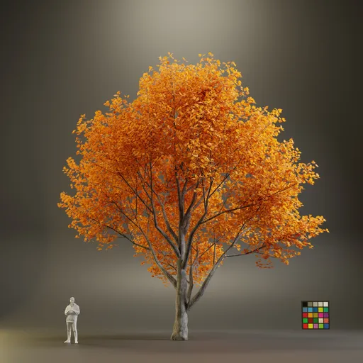 European Maple Acer Platanoide