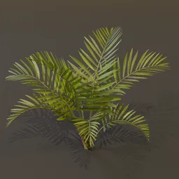 Alexandra Palm Plant Large