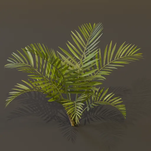 Alexandra Palm Plant Large