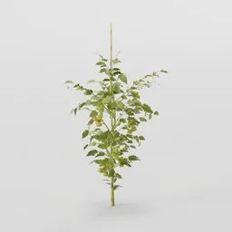 Unripe Tomato Plant