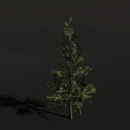 Detailed 3D model of a Sabalpine fir tree for Blender, realistic texturing, ideal for virtual environments.