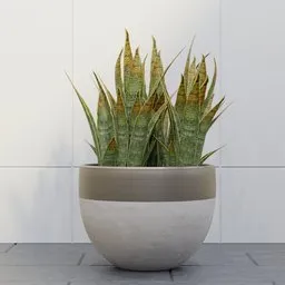 Snake Plant in Round Ceramic Pot