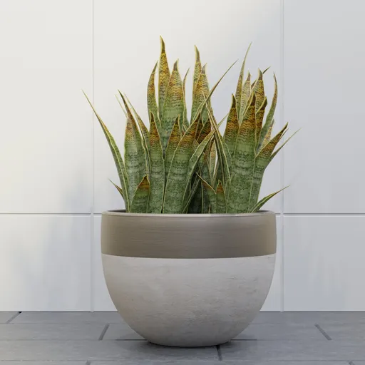 Snake Plant in Round Ceramic Pot