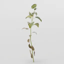 Bent Sunflower Plant