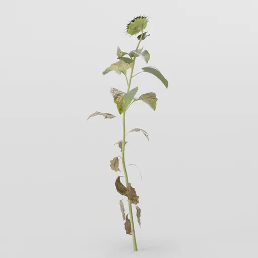 Bent Sunflower Plant