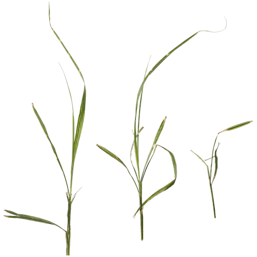 Miscanthus sinensis zebrinus Atlas