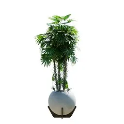 Indoor Plant Rhapis Excelsa Lady Palm