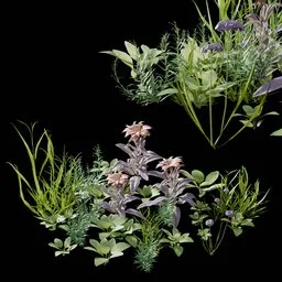 Garden and Yard Plants