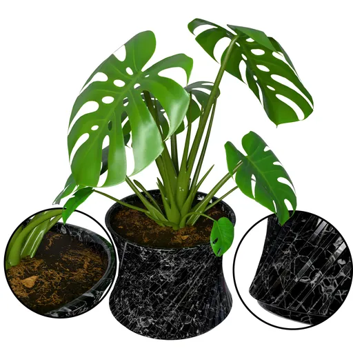 Monstera Plant
