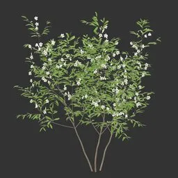 Flowering Bush Plant