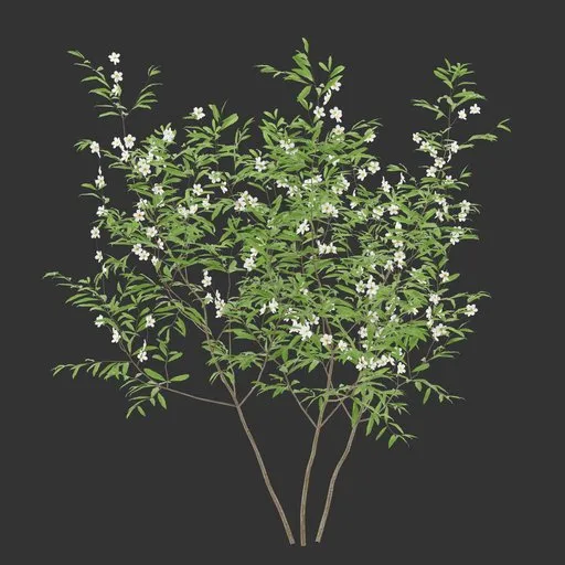 Flowering Bush Plant