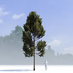 Coniferous Tree