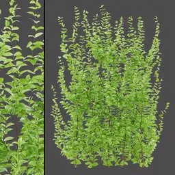 Detailed Variegated Foliage