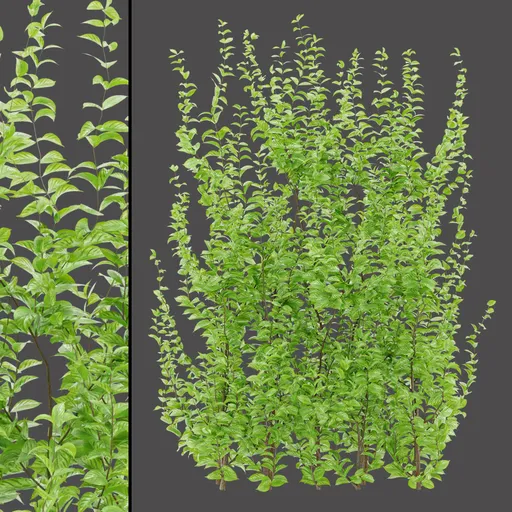 Detailed Variegated Foliage
