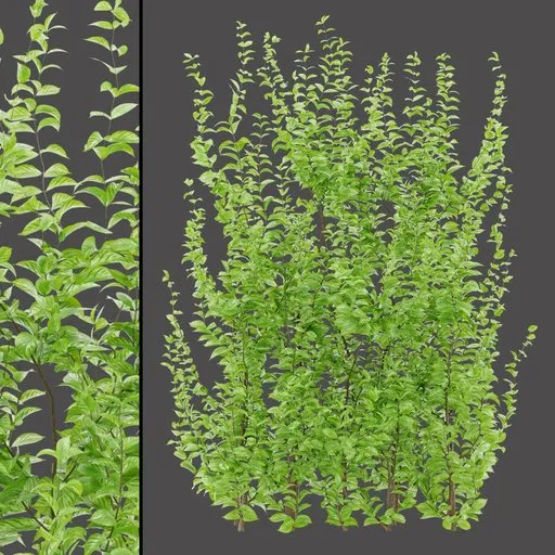 Detailed Variegated Foliage
