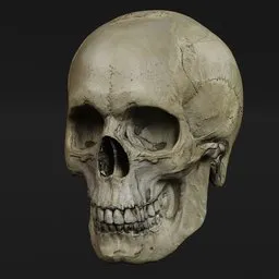 Highly detailed 3D model of a human male skull, suitable for Blender rendering and anatomical study.
