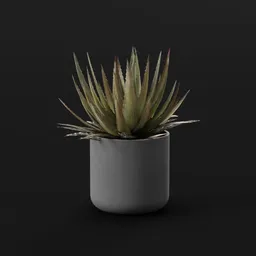 Plant Lech Agave Pottted