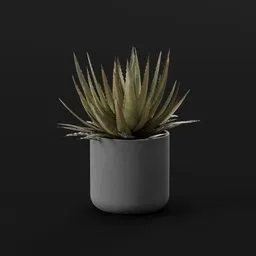 Plant Lech Agave Pottted