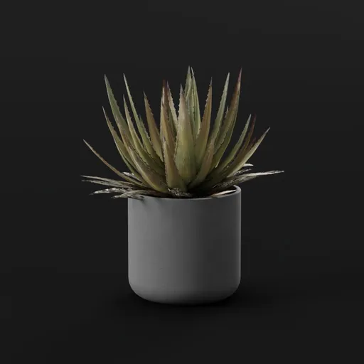 Plant Lech Agave Pottted