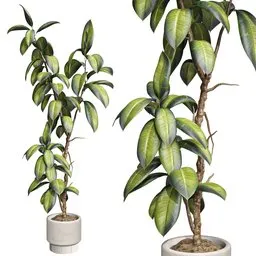 Ficus