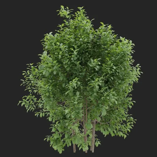 Bush Cluster Plant