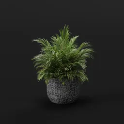 Lush Green Fern Pot