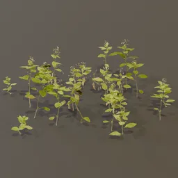 Balsam Impatiens Perviflora Plant Large