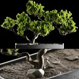Detailed 3D-rendered bonsai with realistic textures in a stylish pot, perfect for Blender 3D nature indoor scenes.