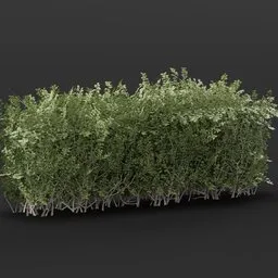 High-quality 3D boxwood hedge model, detailed foliage for Blender render and virtual landscaping.