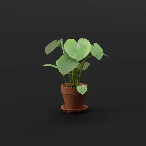 Plant