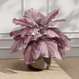 Calathea Pot