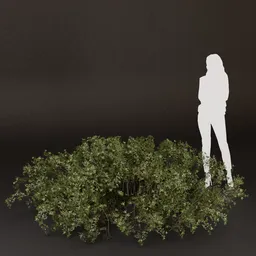 SJ-Natural Rustic Fence Bush