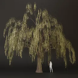 SJ-Willow Crown Fall