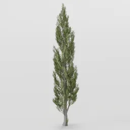 Tall Poplar Tree