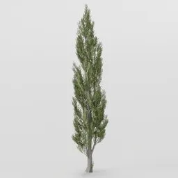 Tall Poplar Tree