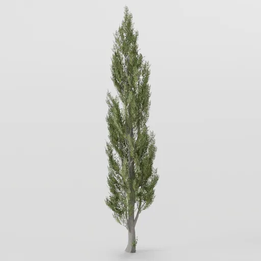 Tall Poplar Tree