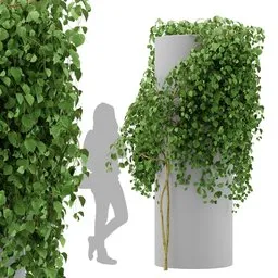 Ivy Simple Column Plant