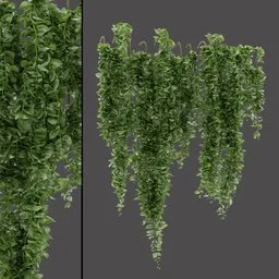 Hanging Vine Plant