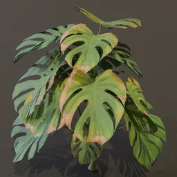 Monestera Plant Elder