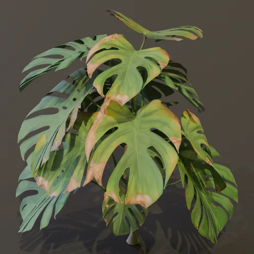 Monestera Plant Elder