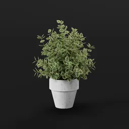 Decorative Green Shrub
